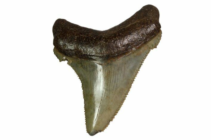 Serrated, Angustidens Tooth - Megalodon Ancestor #158846